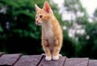 Обласна бібліотека для дітей (м.Тернопіль)